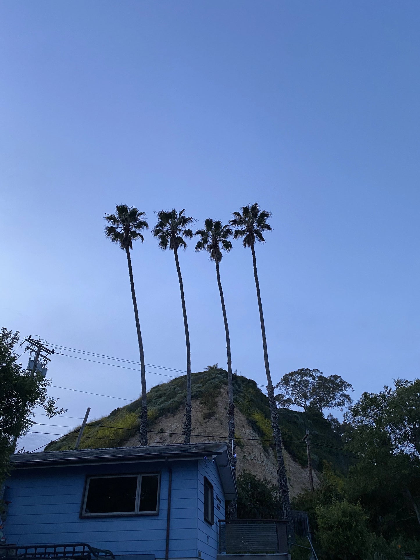 Californian trees 